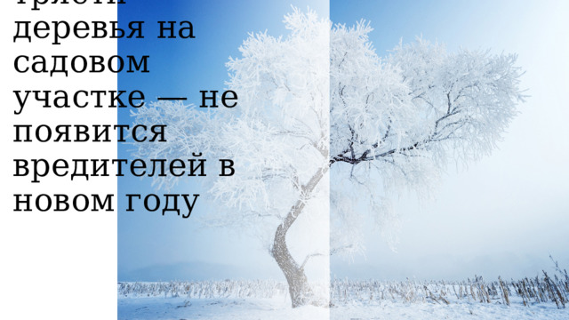 трясти деревья на садовом участке — не появится вредителей в новом году 
