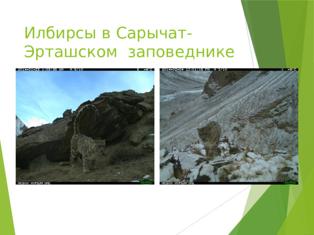 Илбирсы в Сарычат-Эрташском заповеднике 