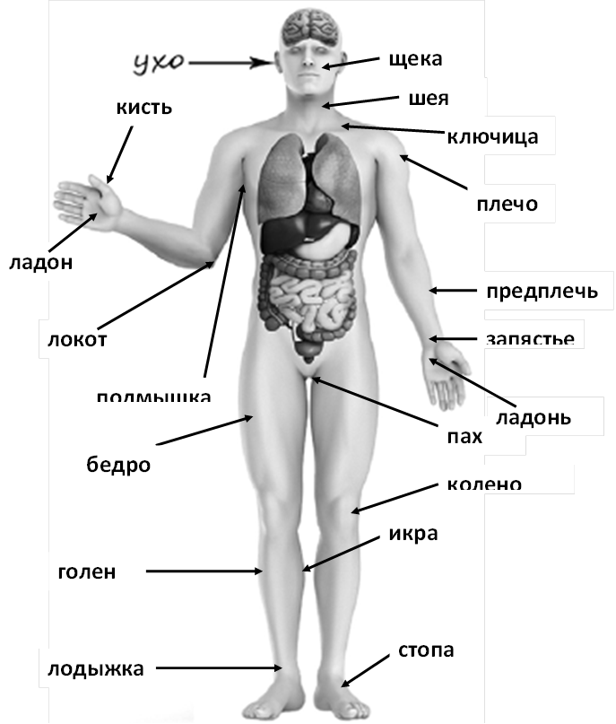 Бедро человека 4 класс впр где. Тело человека окружающий мир ВПР 4. Тело человека органы 4 класс ВПР. Части тела человека ВПР 4. Строение тела человека ВПР 4 класс.