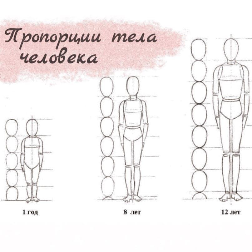 Пропорции фигуры человека показать схемы пропорций