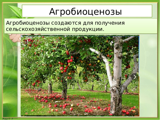 Агробиоценозы Агробиоценозы создаются для получения сельскохозяйственной продукции. 