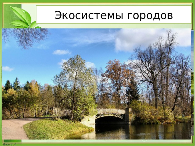 Экосистемы городов 