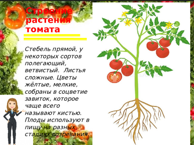 Строение  растения томата Стебель прямой, у некоторых сортов полегающий, ветвистый. Листья сложные. Цветы жёлтые, мелкие, собраны в соцветие завиток, которое чаще всего называют кистью. Плоды используют в пищу на разных стадиях созревания.     