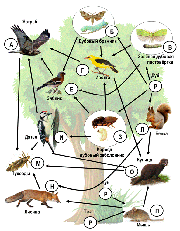 Пищевая цепь ОГЭ биология. Экосистема леса. Пищевая цепь в которую входит Зяблик. Консументы 2 порядка леса.