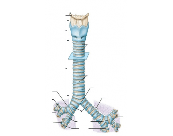 Трахея человека рисунок. Trachea and bronchi. Трахея. Трахея рисунок анатомия.