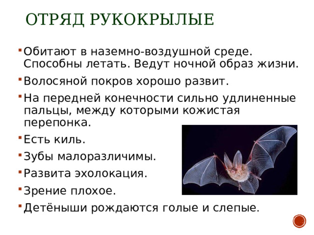 ОТРЯД РУКОКРЫЛЫЕ Обитают в наземно-воздушной среде. Способны летать. Ведут ночной образ жизни. Волосяной покров хорошо развит. На передней конечности сильно удлиненные пальцы, между которыми кожистая перепонка. Есть киль. Зубы малоразличимы. Развита эхолокация. Зрение плохое. Детёныши рождаются голые и слепые . 