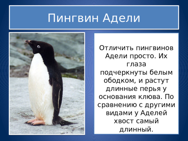 Пингвин Адели Отличить пингвинов Адели просто. Их глаза подчеркнуты белым ободком, и растут длинные перья у основания клюва. По сравнению с другими видами у Аделей хвост самый длинный. 