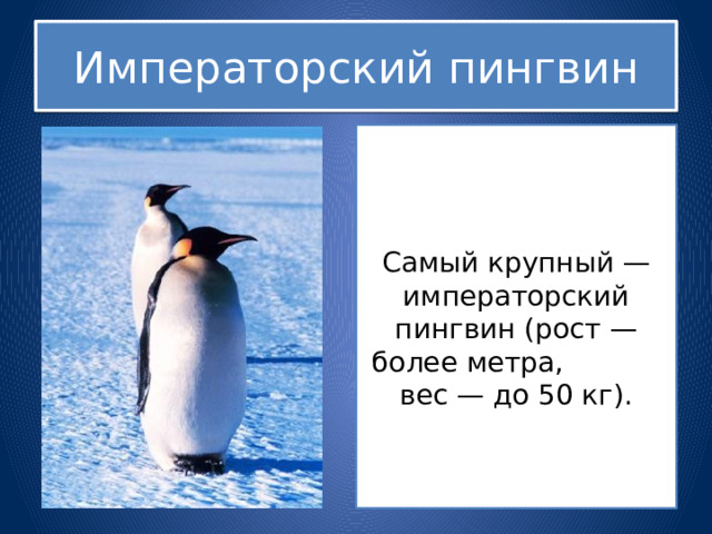 Императорский пингвин Самый крупный — императорский пингвин (рост — более метра, вес — до 50 кг). 