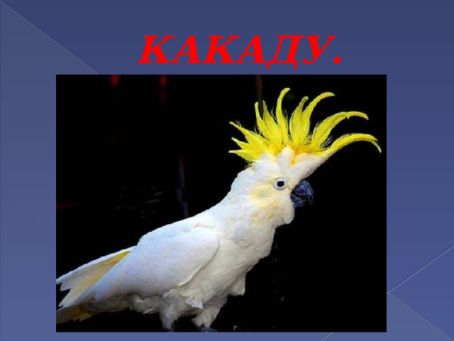КАКАДУ. 