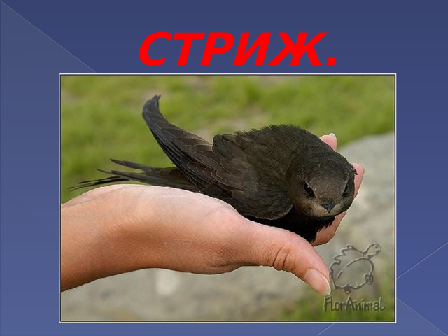 СТРИЖ. 