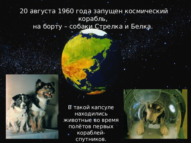 20 августа 1960 года запущен космический корабль, на борту – собаки Стрелка и Белка. В такой капсуле находились животные во время полётов первых кораблей-спутников. 