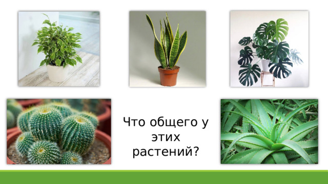 Что общего у этих растений? 