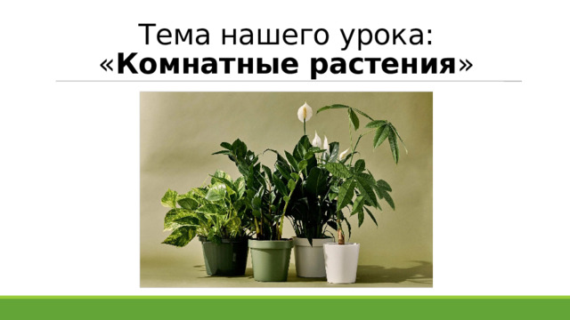 Тема нашего урока:  « Комнатные растения » 