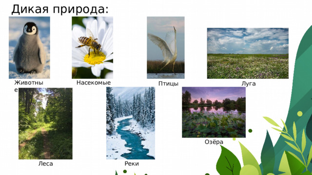 Дикая природа: Насекомые Животные Луга Птицы Озёра Реки Леса 