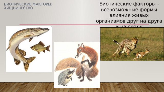 Биотические факторы - всевозможные формы влияния живых организмов друг на друга и на среду БИОТИЧЕСКИЕ ФАКТОРЫ: ХИЩНИЧЕСТВО 