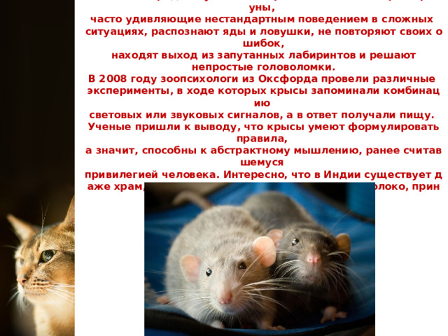 Несмотря на небольшой и не самый сложный мозг, крысы   отличаются редким умом и сообразительностью. Серые грызуны,  часто удивляющие нестандартным поведением в сложных  ситуациях, распознают яды и ловушки, не повторяют своих ошибок,  находят выход из запутанных лабиринтов и решают  непростые головоломки.  В 2008 году зоопсихологи из Оксфорда провели различные  эксперименты, в ходе которых крысы запоминали комбинацию  световых или звуковых сигналов, а в ответ получали пищу.  Ученые пришли к выводу, что крысы умеют формулировать правила,  а значит, способны к абстрактному мышлению, ранее считавшемуся  привилегией человека. Интересно, что в Индии существует даже храм, посвященный крысам. Им наливают молоко, приносят еду  и молятся на них. 