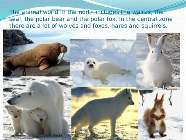The animal world in the north includes the walrus, the seal, the polar bear and the polar fox. In the central zone there are a lot of wolves and foxes, hares and squirrels. 