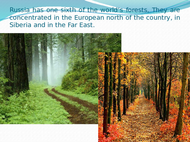 Russia has one sixth of the world’s forests. They are concentrated in the European north of the country, in Siberia and in the Far East. 