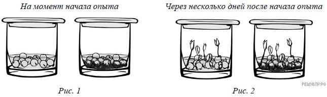 Юные биологи поставили опыт с растением сначала они поместили два растения в темный шкаф