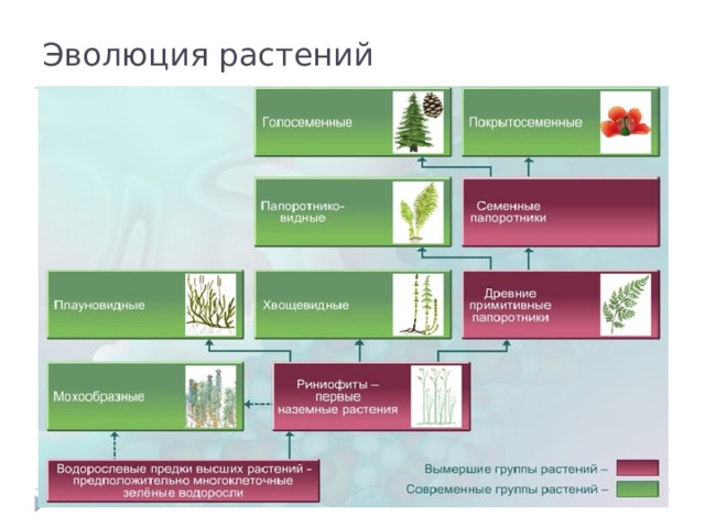 Эволюция растений 