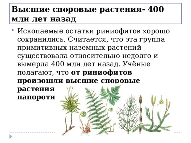 Высшие споровые растения- 400 млн лет назад Ископаемые остатки риниофитов хорошо сохранились. Считается, что эта группа примитивных наземных растений существовала относительно недолго и вымерла 400 млн лет назад. Учёные полагают, что  от риниофитов произошли высшие споровые растения: мхи, хвощи, плауны и папоротники . 