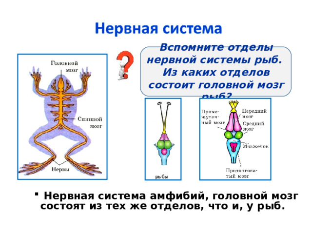 Вспомните отделы нервной системы рыб. Из каких отделов состоит головной мозг рыб?  Нервная система амфибий, головной мозг состоят из тех же отделов, что и, у рыб.  