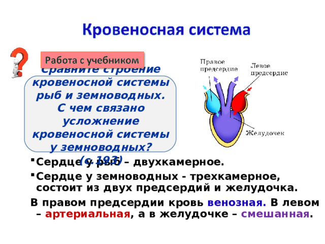 Сравните строение кровеносной системы рыб и земноводных. С чем связано усложнение кровеносной системы у земноводных? (с.193) Сердце у рыб – двухкамерное. Сердце у земноводных - трехкамерное, состоит из двух предсердий и желудочка. В правом предсердии кровь венозная.  В левом – артериальная , а в желудочке – смешанная .  