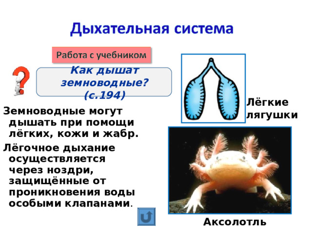 Как дышат земноводные? (с.194) Лёгкие лягушки Земноводные могут дышать при помощи лёгких, кожи и жабр. Лёгочное дыхание осуществляется через ноздри, защищённые от проникновения воды особыми клапанами . Аксолотль 