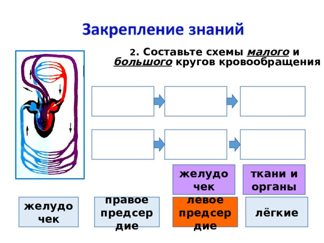 2 . Составьте схемы малого и большого кругов кровообращения ткани и органы желудочек желудочек лёгкие левое предсердие правое предсердие 