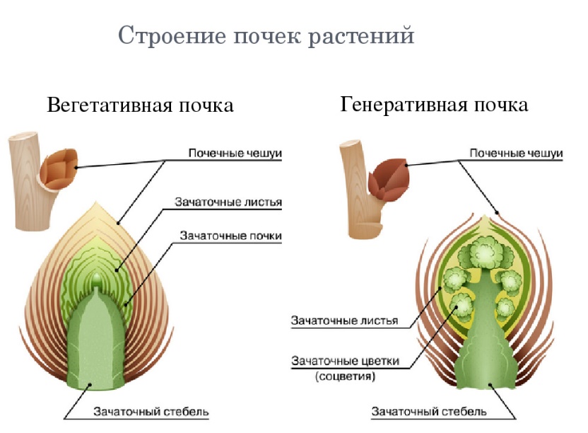 Вегетативные почки примеры растений