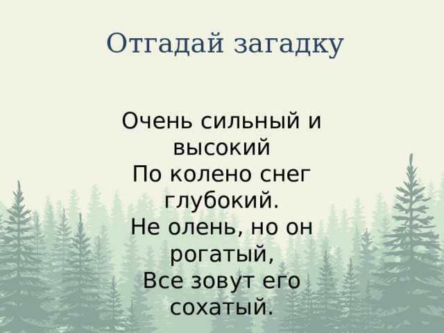 Отгадай загадку Очень сильный и высокий  По колено снег глубокий.  Не олень, но он рогатый,  Все зовут его сохатый. 