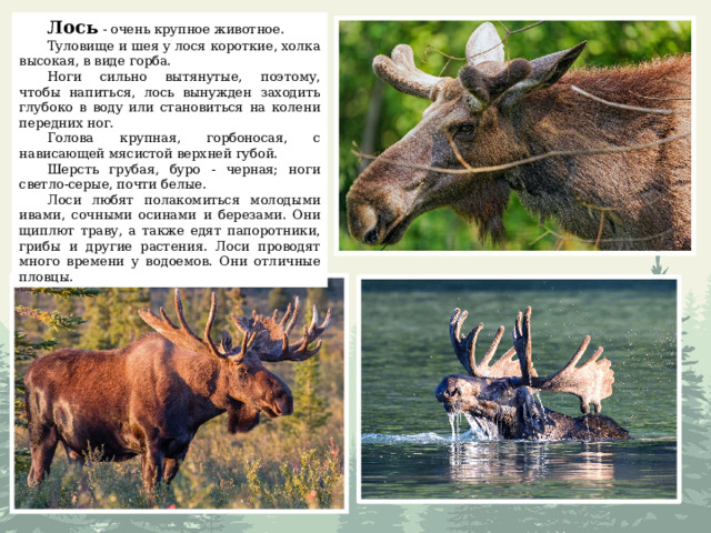 Лось   - очень крупное животное. Туловище и шея у лося короткие, холка высокая, в виде горба. Ноги сильно вытянутые, поэтому, чтобы напиться, лось вынужден заходить глубоко в воду или становиться на колени передних ног. Голова крупная, горбоносая, с нависающей мясистой верхней губой. Шерсть грубая, буро - черная; ноги светло-серые, почти белые. Лоси любят полакомиться молодыми ивами, сочными осинами и березами. Они щиплют траву, а также едят папоротники, грибы и другие растения. Лоси проводят много времени у водоемов. Они отличные пловцы. 