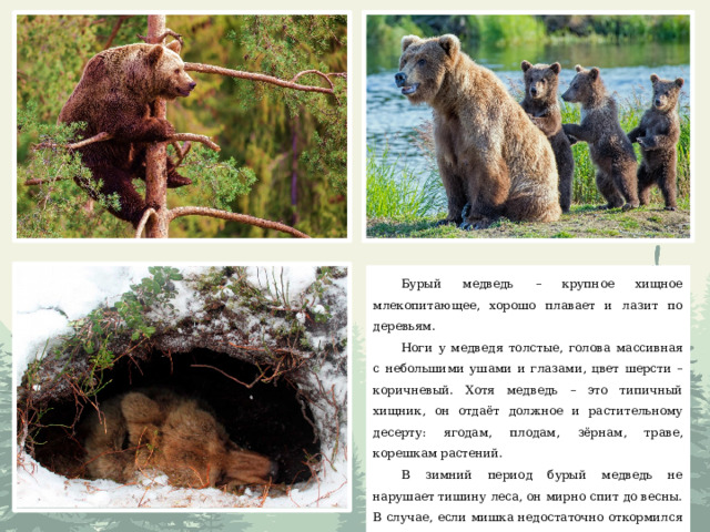 Бурый медведь – крупное хищное млекопитающее, хорошо плавает и лазит по деревьям. Ноги у медведя толстые, голова массивная с небольшими ушами и глазами, цвет шерсти – коричневый. Хотя медведь – это типичный хищник, он отдаёт должное и растительному десерту: ягодам, плодам, зёрнам, траве, корешкам растений. В зимний период бурый медведь не нарушает тишину леса, он мирно спит до весны. В случае, если мишка недостаточно откормился осенью, он просыпается зимой и бродит в поисках пищи – становится шатуном. 