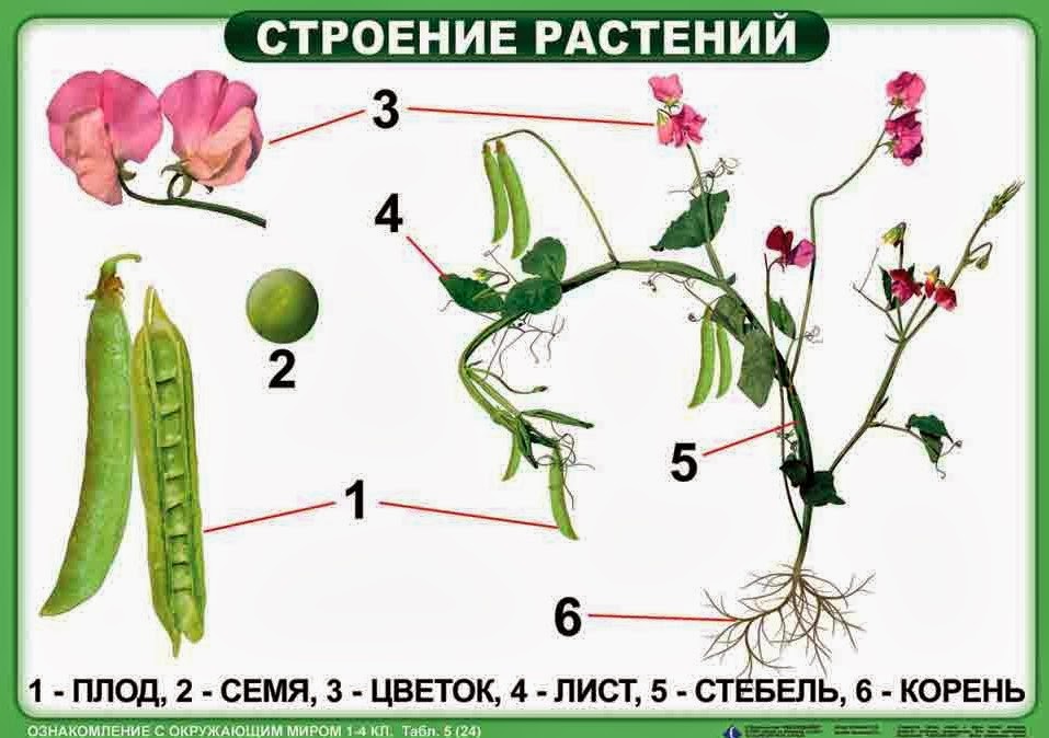 Тесты по биологии 7 класс по темам "Цветок. Плод. Семя"