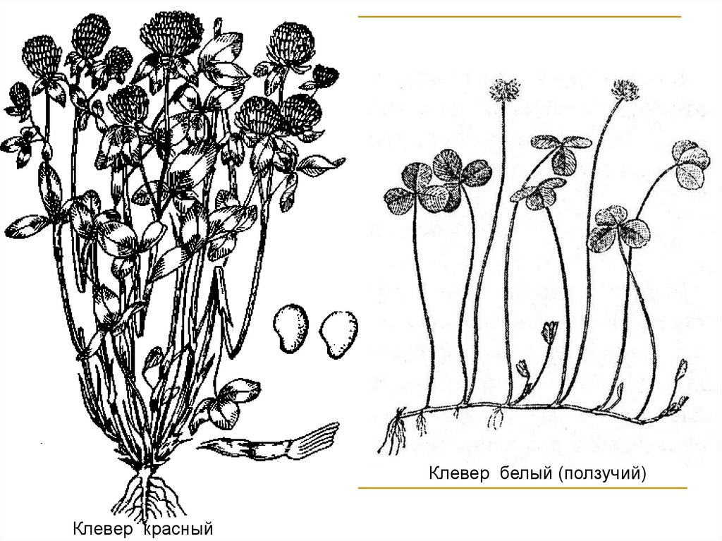 Клевер Луговой и Клевер ползучий. Клевер белый ползучий плод. Плод клевера ползучего. Клевер ползучий Тип корневой системы.