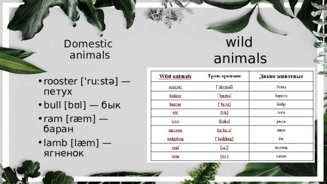 wild  animals   Domestic   animals rooster ['ru:stə] — петух bull [bʊl] — бык ram [ræm] — баран lamb [læm] — ягненок 