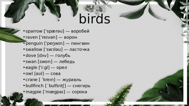 birds sparrow ['spærəʋ] — воробей raven ['reɪvən] — ворон penguin ['peŋwɪn] — пингвин swallow ['swɔləu] — ласточка dove [dʌv] — голубь swan [swɒn] — лебедь eagle ['iːgl] — орел owl [aʋl] — сова crane [ ʹkreın] — журавль bullfinch [ˊbulfɪntʃ] — снегирь magpie ['mægpaɪ] — сорока 