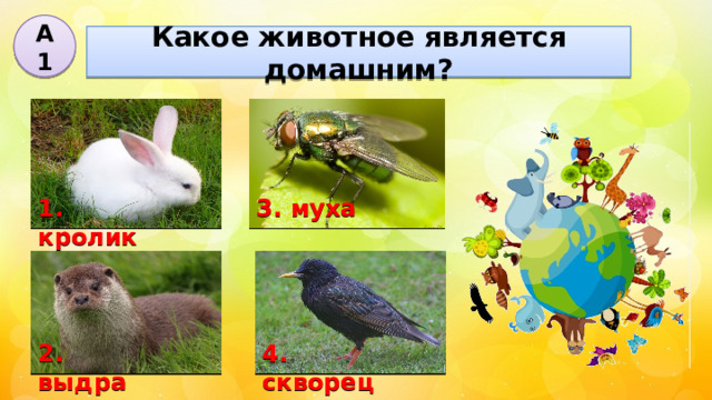 А1 Какое животное является домашним? 3. муха 1. кролик 2. выдра 4. скворец 