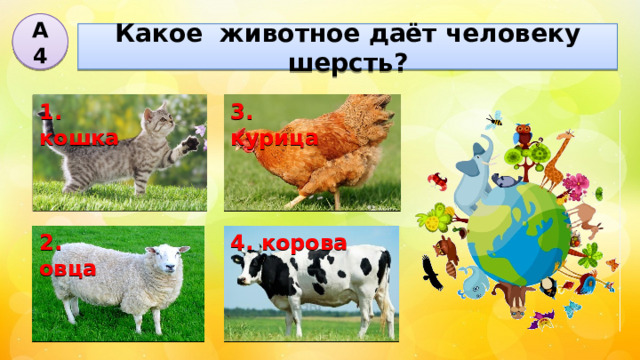 А4 Какое животное даёт человеку шерсть? 3. курица 1. кошка 4. корова 2. овца 