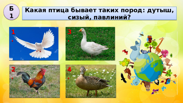 Б1 Какая птица бывает таких пород: дутыш, сизый, павлиний? 3. 1. 2. 4. 
