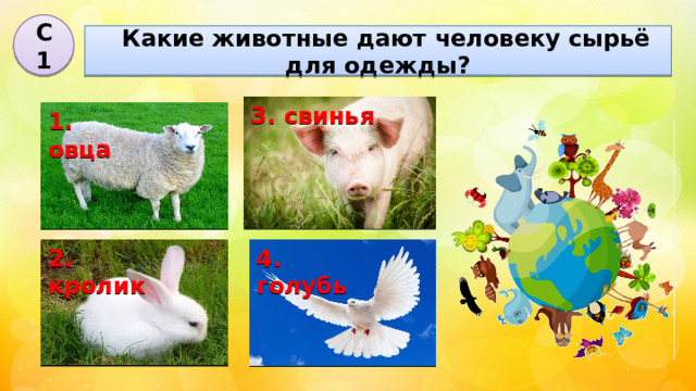 С1  Какие животные дают человеку сырьё для одежды? 3. свинья 1. овца 4. голубь 2. кролик 