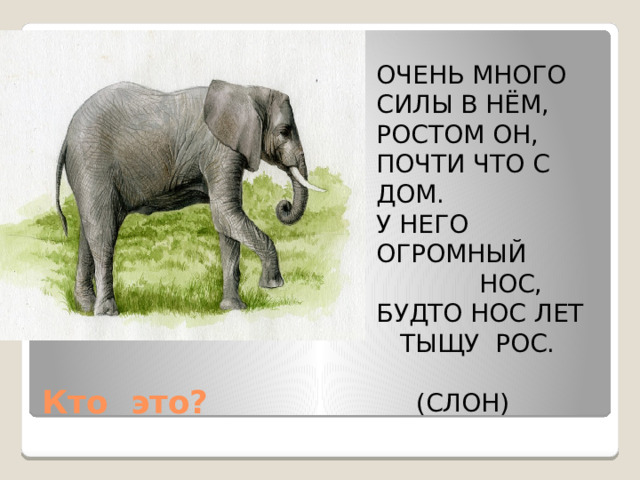 ОЧЕНЬ МНОГО СИЛЫ В НЁМ, РОСТОМ ОН, ПОЧТИ ЧТО С ДОМ. У НЕГО ОГРОМНЫЙ  НОС, БУДТО НОС ЛЕТ  ТЫЩУ РОС.  (СЛОН) Кто это? 