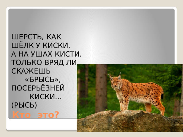 ШЕРСТЬ, КАК ШЁЛК У КИСКИ, А НА УШАХ КИСТИ. ТОЛЬКО ВРЯД ЛИ СКАЖЕШЬ  «БРЫСЬ», ПОСЕРЬЁЗНЕЙ  КИСКИ… (РЫСЬ) Кто это? 