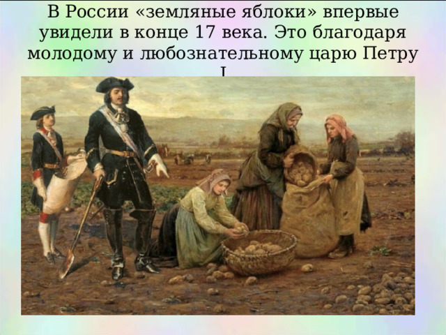В России «земляные яблоки» впервые увидели в конце 17 века. Это благодаря молодому и любознательному царю Петру I 