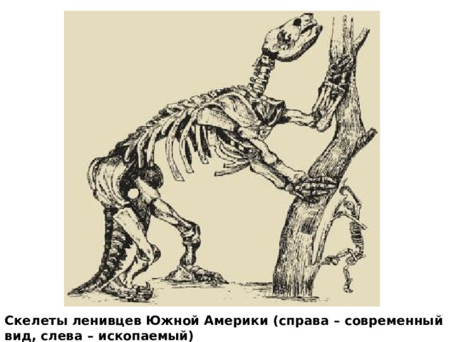 Скелеты ленивцев Южной Америки (справа – современный вид, слева – ископаемый) 