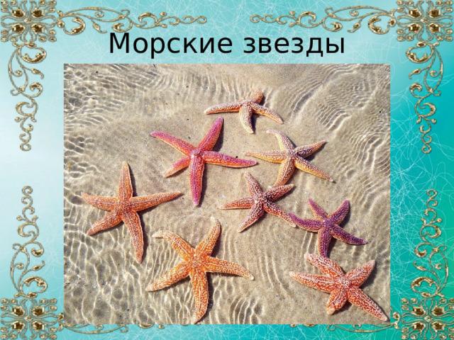 Морские звезды 