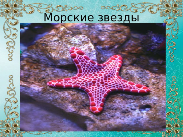 Морские звезды 