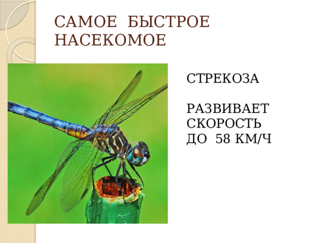 САМОЕ БЫСТРОЕ  НАСЕКОМОЕ СТРЕКОЗА РАЗВИВАЕТ СКОРОСТЬ ДО 58 КМ/Ч 