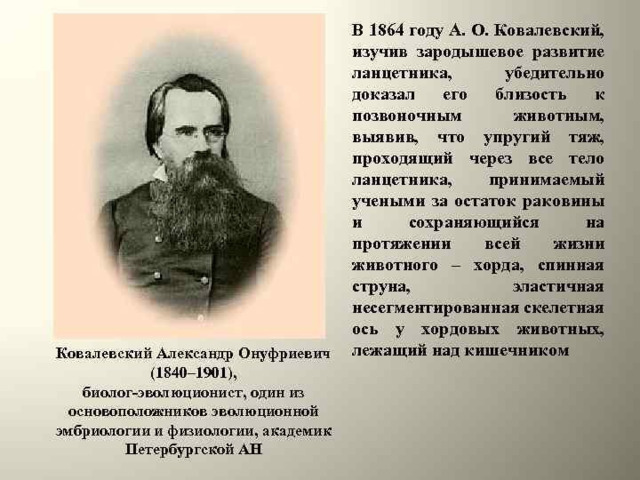 Ковалевский Александр Онуфриевич (1840 – 1901 г.) Установил новый тип животных Хордовые  