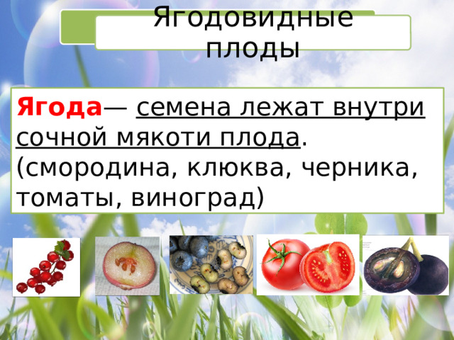 Ягодовидные плоды Ягода —  семена лежат внутри сочной мякоти плода .  (смородина, клюква, черника, томаты, виноград) 